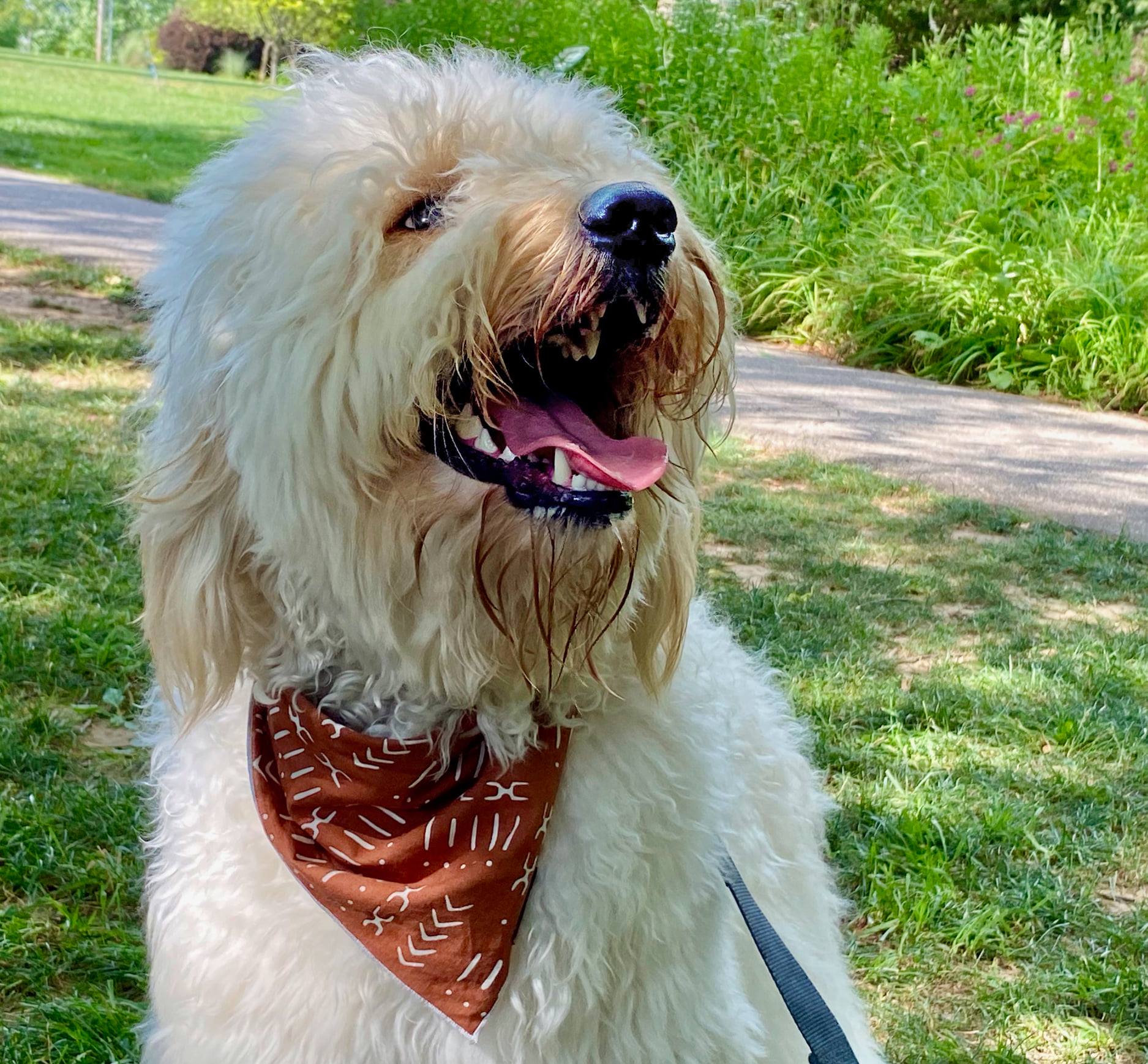 Therapy dog visit with Alliance of Therapy Pets